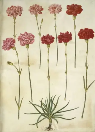 Dianthus caryophyllus (have-nellike), 1654