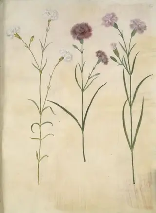 Dianthus plumarius (fjer-nellike)