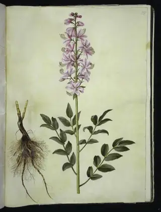 Dictamnus albus (hvid diktam), 1654