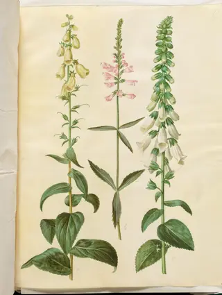 Digitalis grandiflora (storblomstret fingerbøl); Physostegia virginiana (drejeblomst); Digitalis purpurea (almindelig fingerbøl), 1654