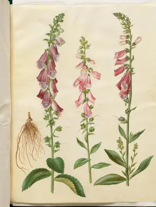 Digitalis purpurea (almindelig fingerbøl), 1654