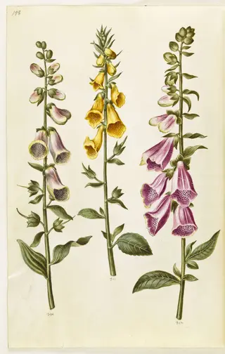 Digitalis purpurea (almindelig fingerbøl); Digitalis grandiflora (storblomstret fingerbøl)