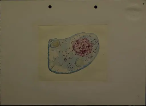 Desenul redă o secțiune o secțiune printr-o celulă (?), mărită. Este realizat de Dimitrie Voinov, în acuarelă, probabil când erea elev, student sau tânăr cercetător. Dimitrie Voinov (1867 - 1951) a fost un biolog, zoolog, histolog, citolog, fondatorul școlii românești de citologie. Din 1927, a devenit membru titular al Academiei Române., by Dimitrie Voinov