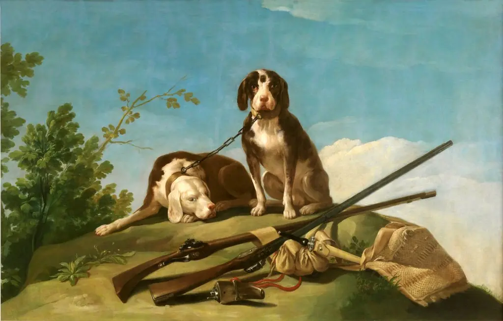 Dogs and hunting gear
