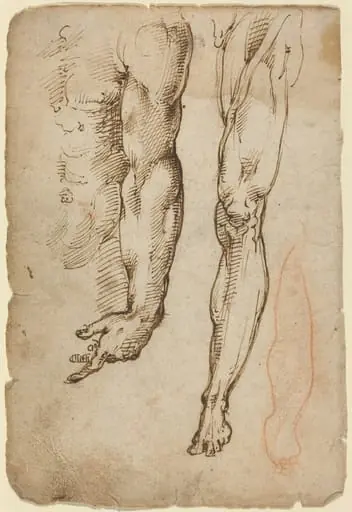 Anatomical Studies, by Domenico Beccafumi