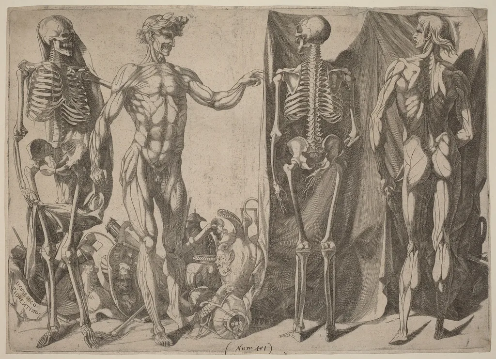 Squelettes et Ecorches, by Domenico del Barbiere, ink, 1542