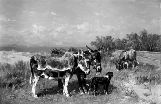 Donkeys in a Meadow