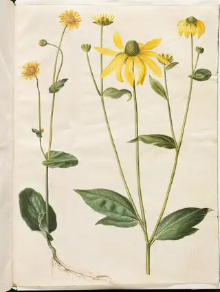 Doronicum pardalianches (hjertebladet gemserod); Rudbeckia laciniata (fliget solhat)