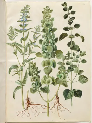 Dracocephalum moldavica (moldavisk dragehoved); Moluccella spinosa (tornet tragtbæger); Melissa officinalis (citron-melisse), 1654
