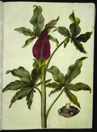 Dracunculus vulgaris (almindelig dragerod)