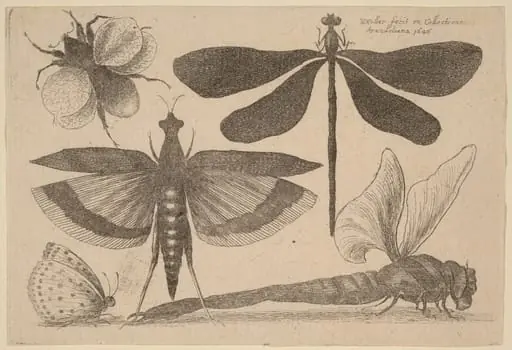 Dragonflies, a Bumble-Bee, and a Butterfly