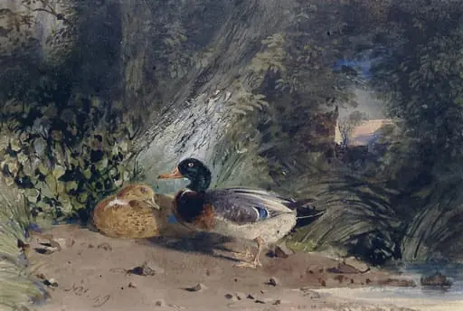 Ducks