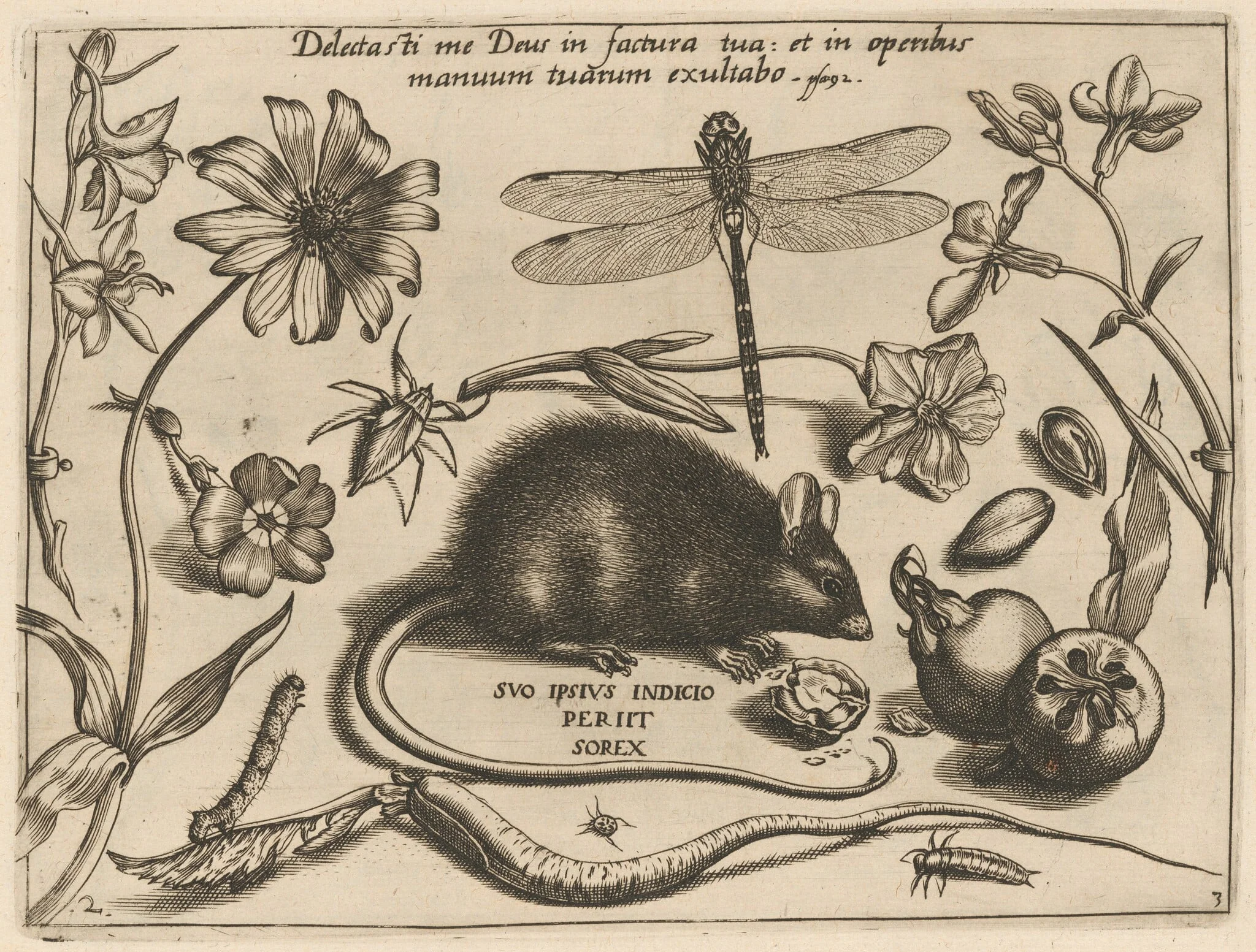 Archetypa studiaque patris Georgii Hoefnagelii [Part 3, Plate 2], detail