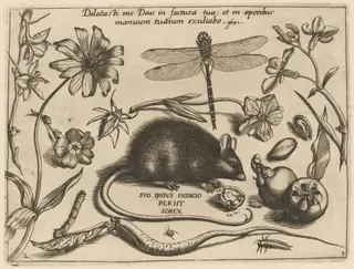Archetypa studiaque patris Georgii Hoefnagelii [Part 3, Plate 2], by Jacob Hoefnagel, ink, 1592