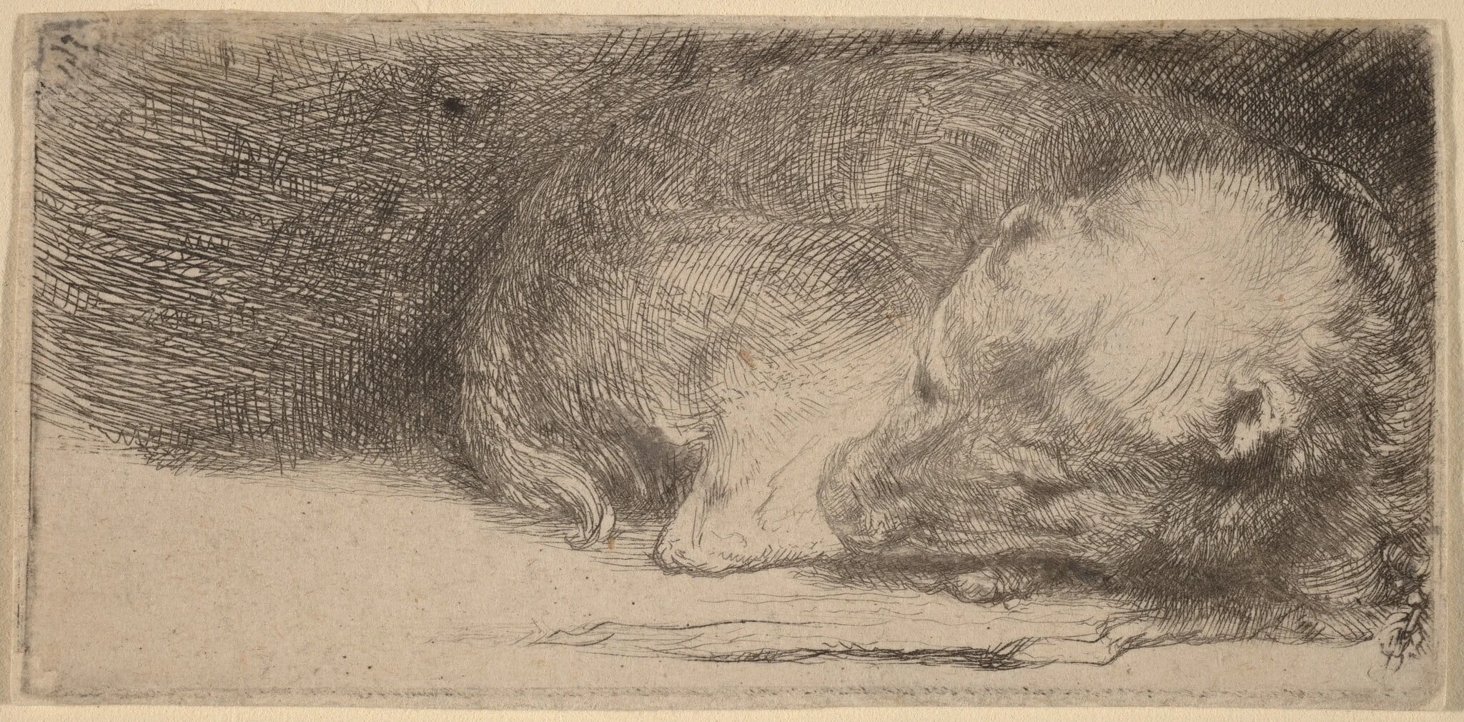 Sleeping Puppy, detail