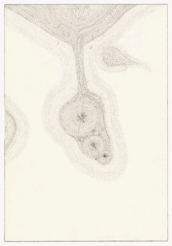 Untitled, detail