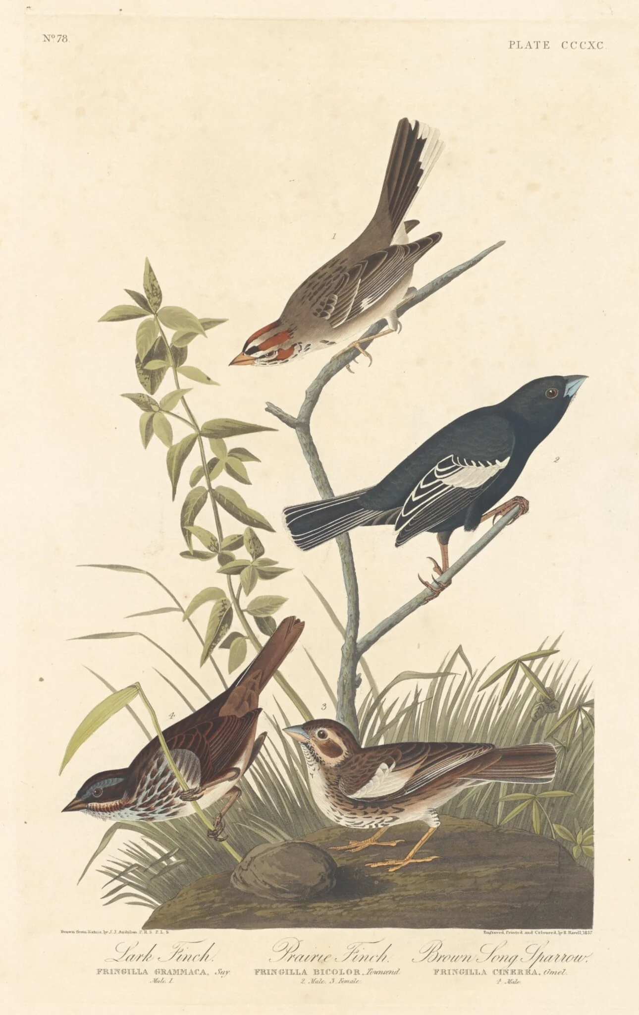 Lark Finch, Prairie Finch and Brown Song Sparrow, detail