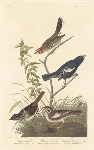 Lark Finch, Prairie Finch and Brown Song Sparrow, by Havell, Jr., Robert, ink, 1837