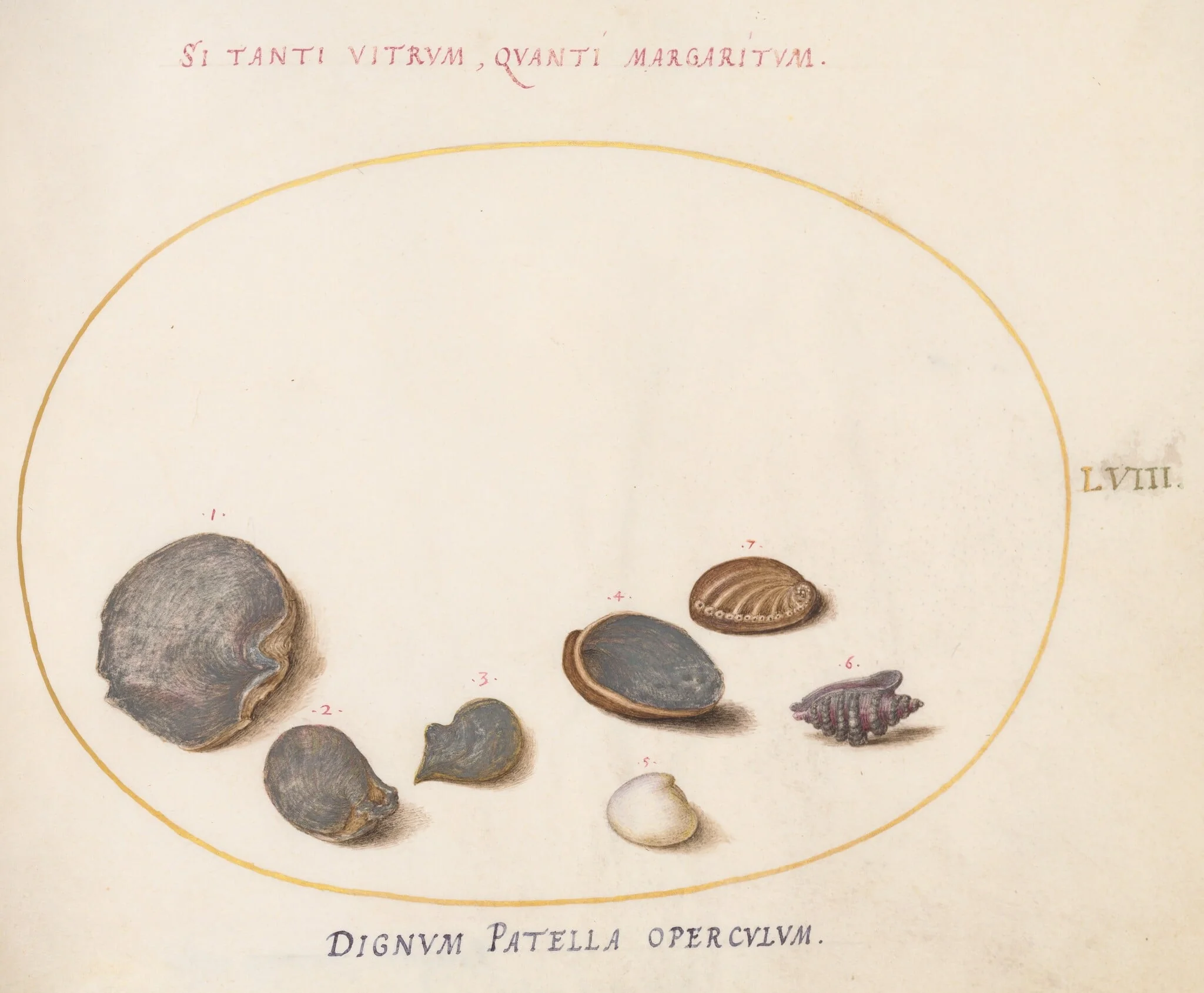 Plate 58: Shells, including Abalone(?), detail