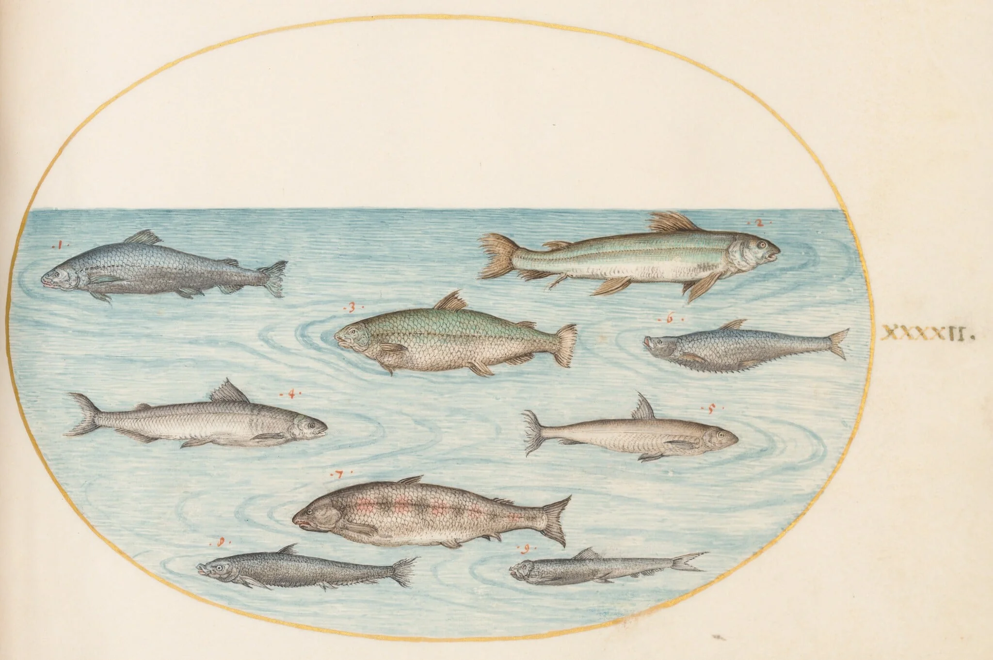 Plate 42: Nine Fish, detail