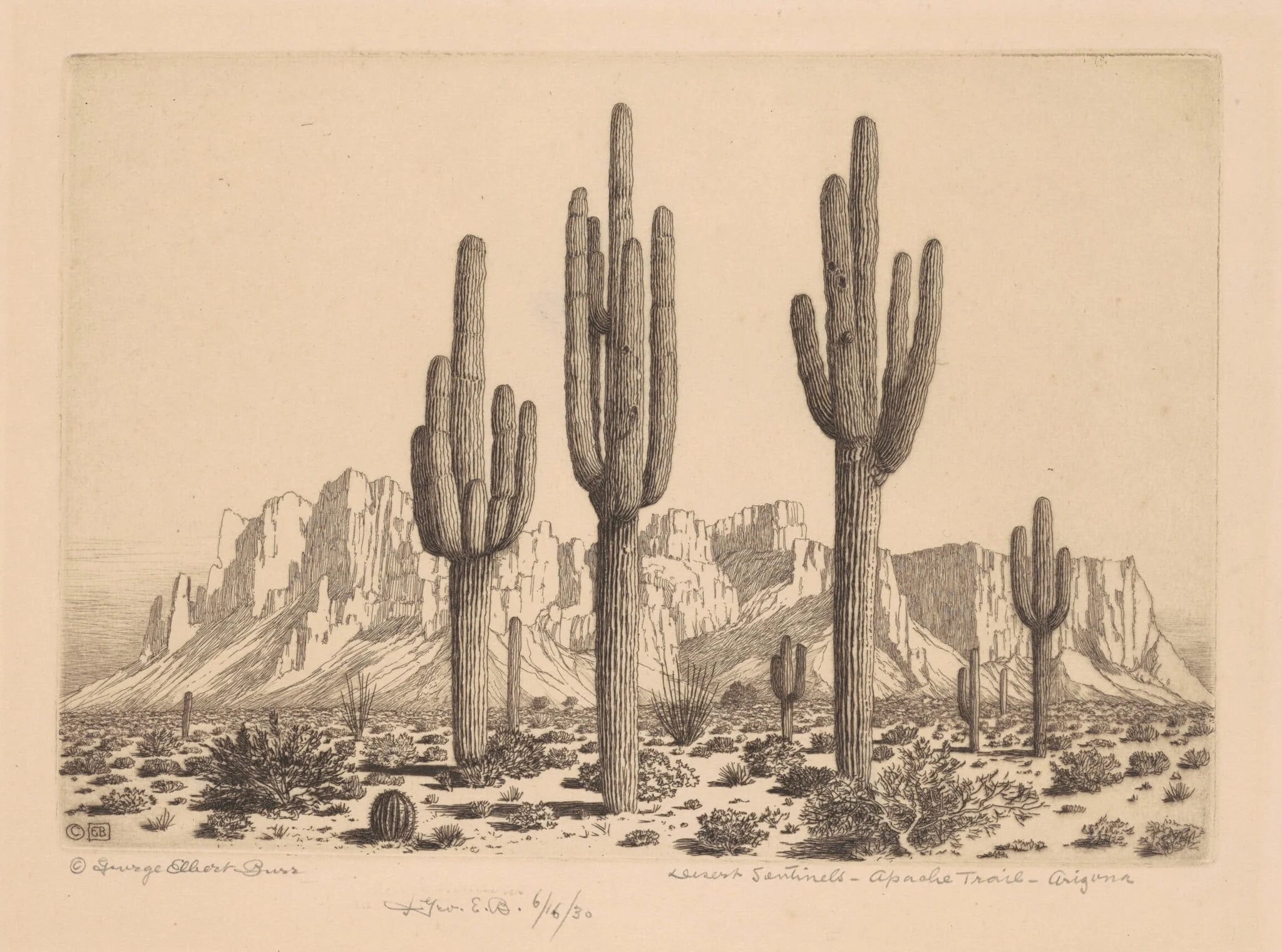 Desert Sentinels, Apache Trail, Arizona, detail