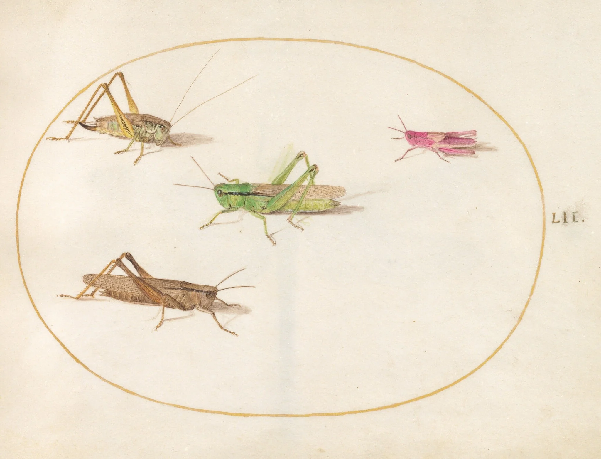 Plate 52: Four Grasshoppers, detail