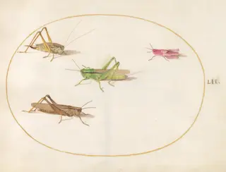 Plate 52: Four Grasshoppers, by Joris Hoefnagel, gouache, 1594