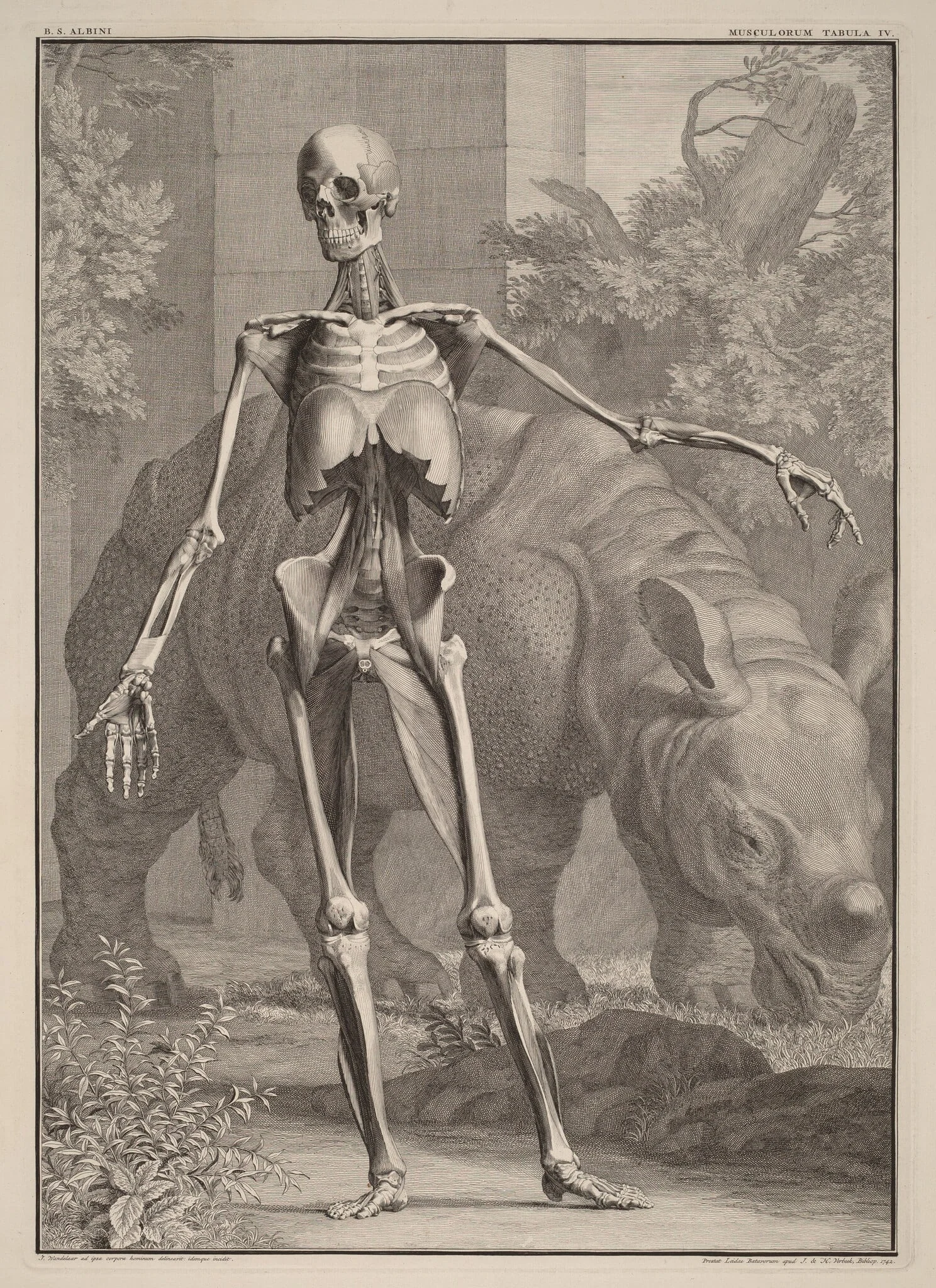 Musculorum Tabula IV, detail