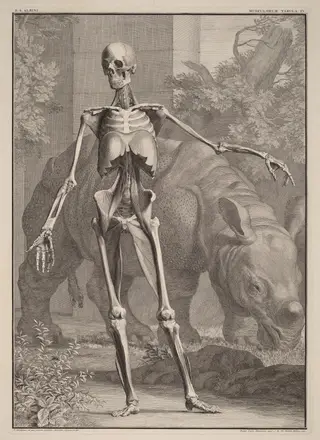 Musculorum Tabula IV, by Jan Wandelaar, ink, 1742