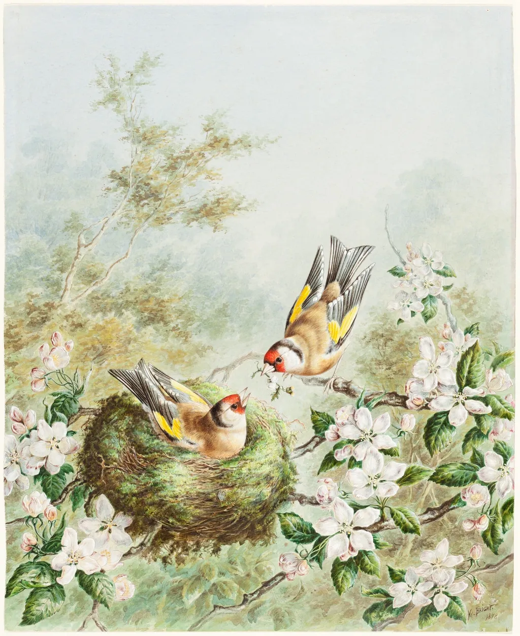 Gold Finches and Their Nest in an Apple Tree, by Harry Bright, gouache, 1878