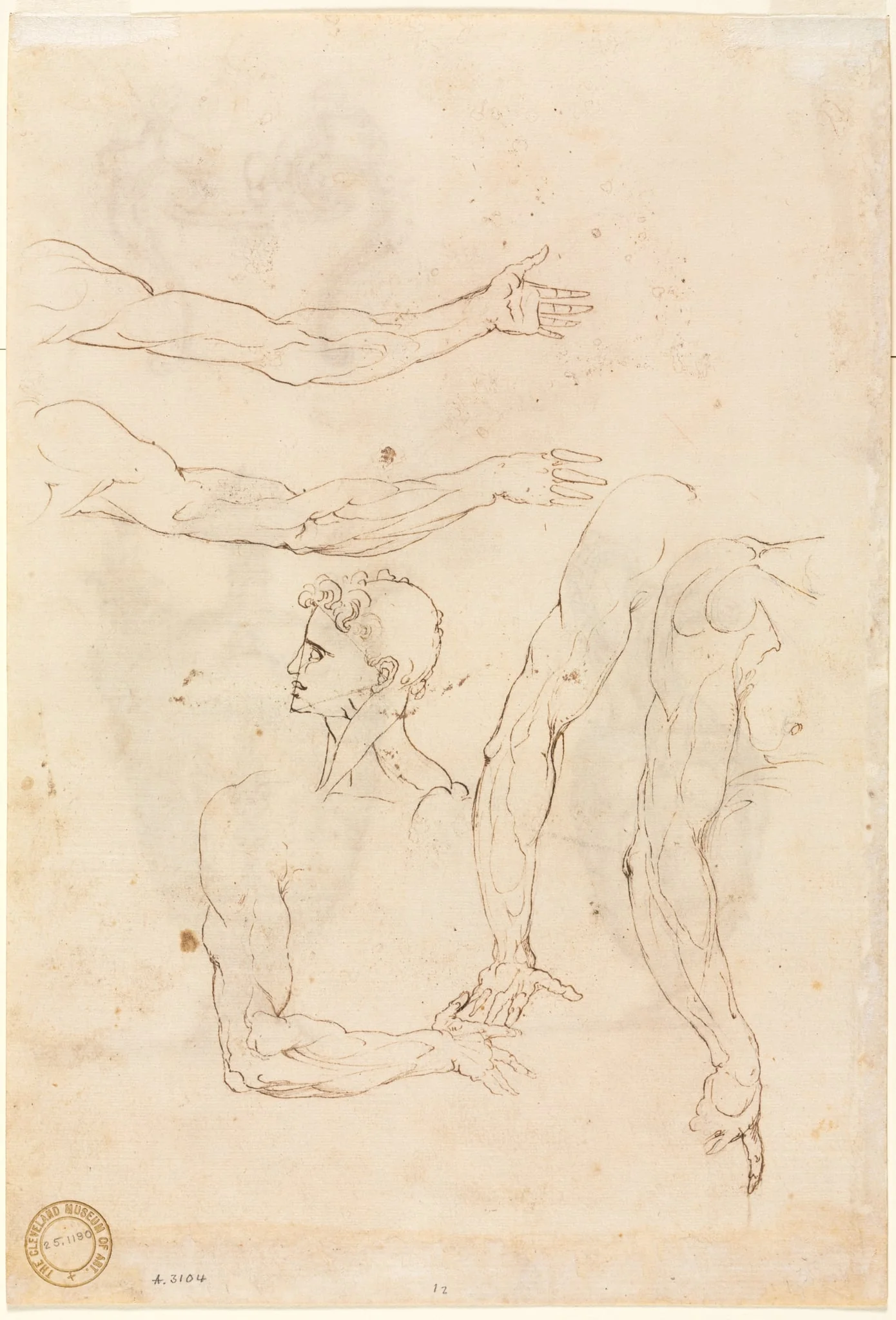 Sketches of Five Arms and a Head (verso), detail