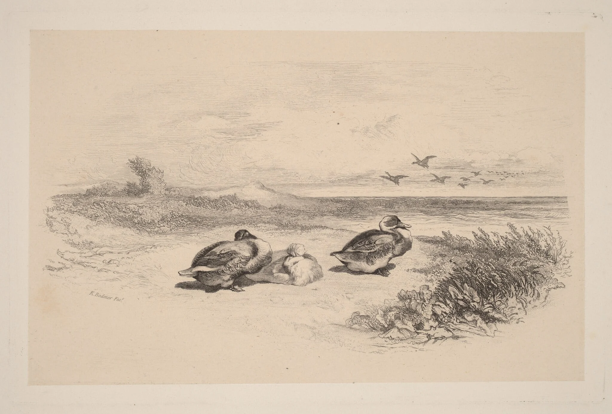 Canards Sauvages, detail