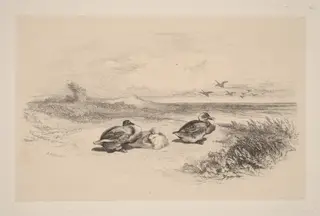 Canards Sauvages, by Karl Bodmer, ink, 1851