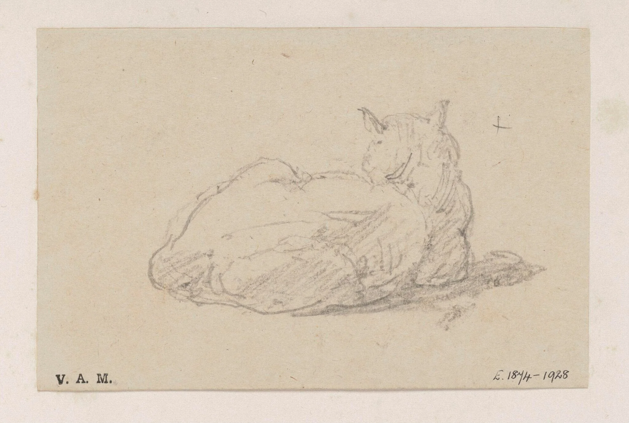 A study of a cat, detail