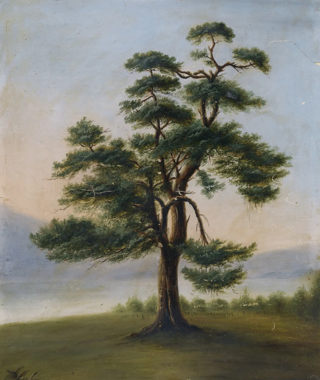 Cedar Tree, by F. Bindon Burton, unspecified, 1851