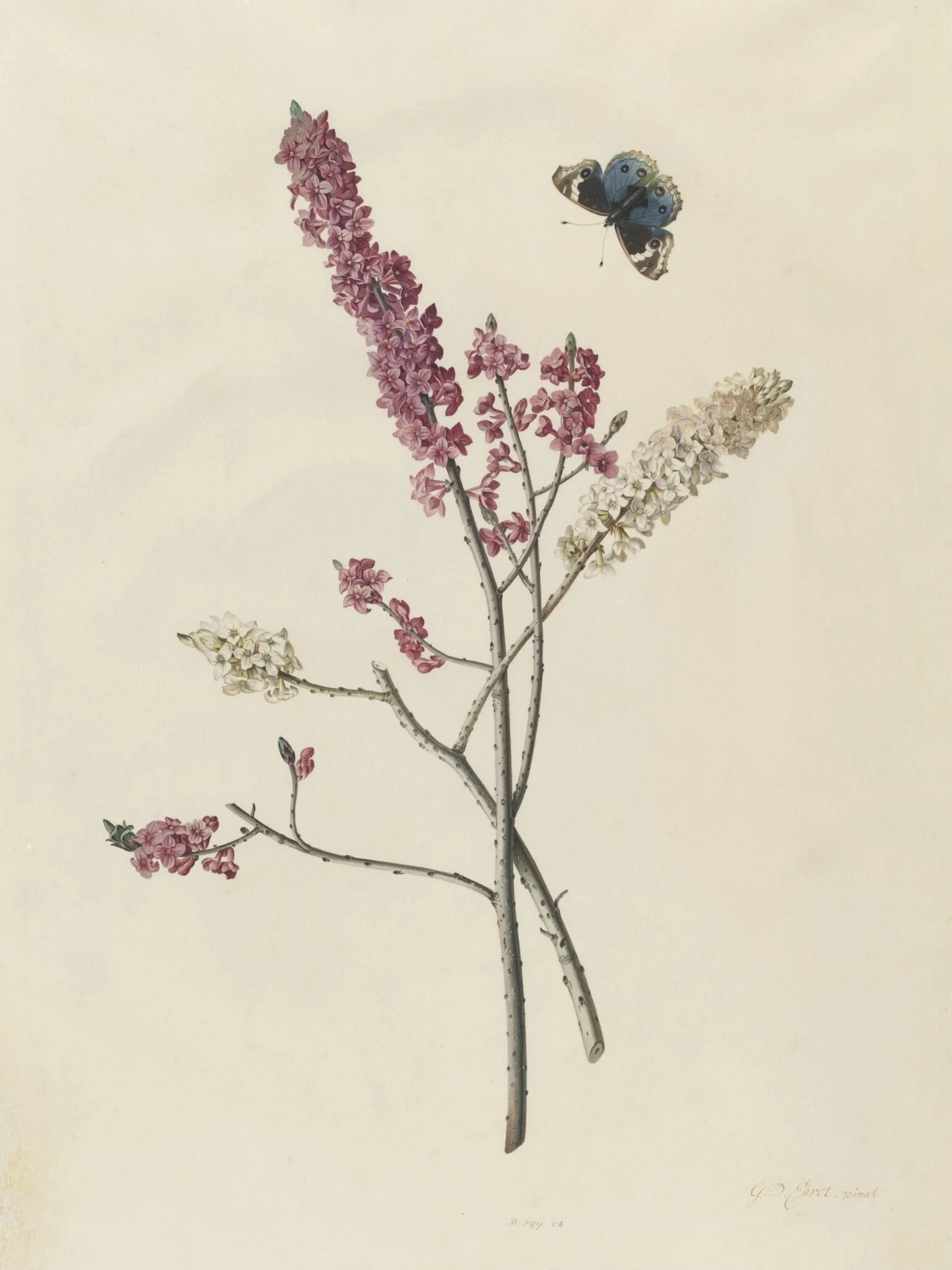 <i>Daphne mezereum</i> with butterfly, detail