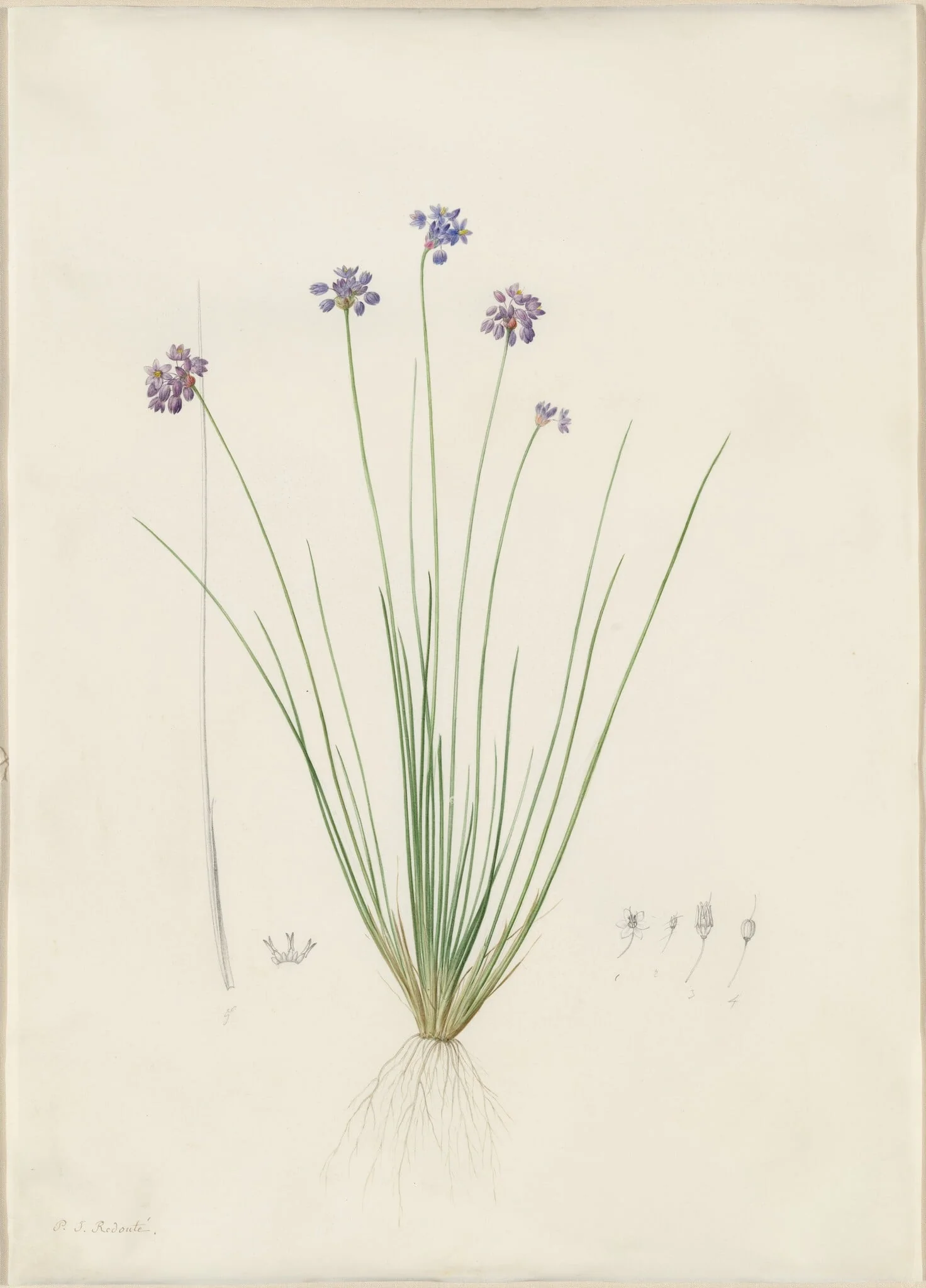 Sowerbaea juncea, detail