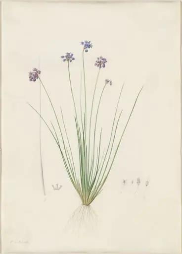 Sowerbaea juncea, by Pierre Joseph Redouté, watercolor, 1809