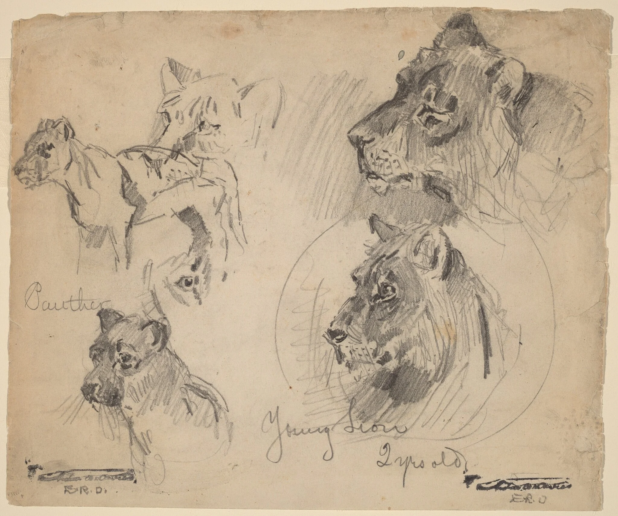 Panther and Young Lion Studies, detail