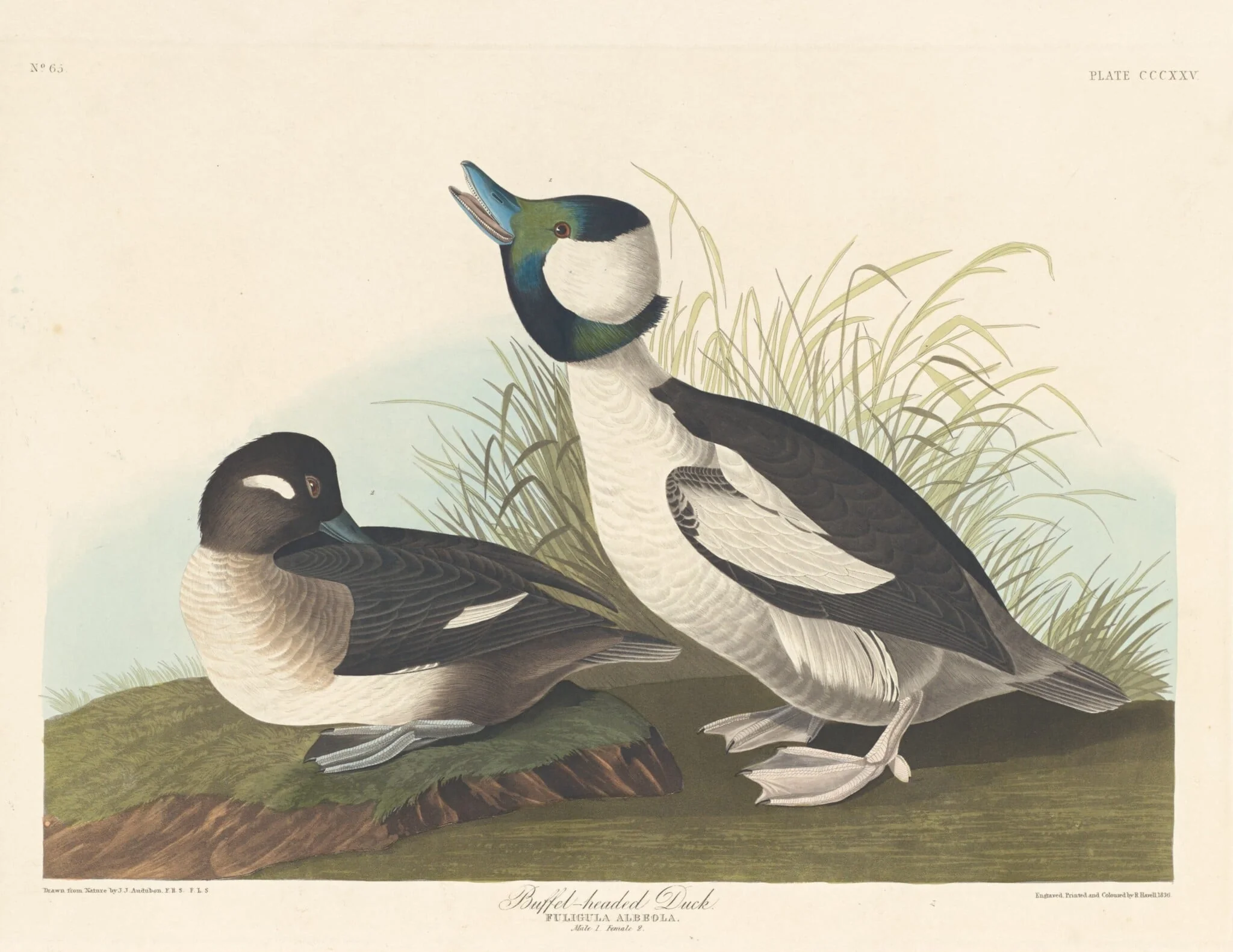 Buffel-headed Duck, detail