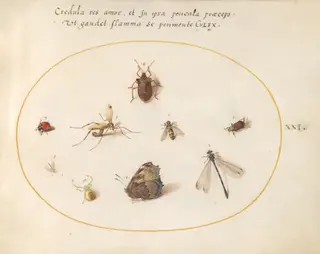 Plate 21: A Butterfly with a Dragonfly, a Ladybug, and Five other Insects, by Joris Hoefnagel, gouache, 1594