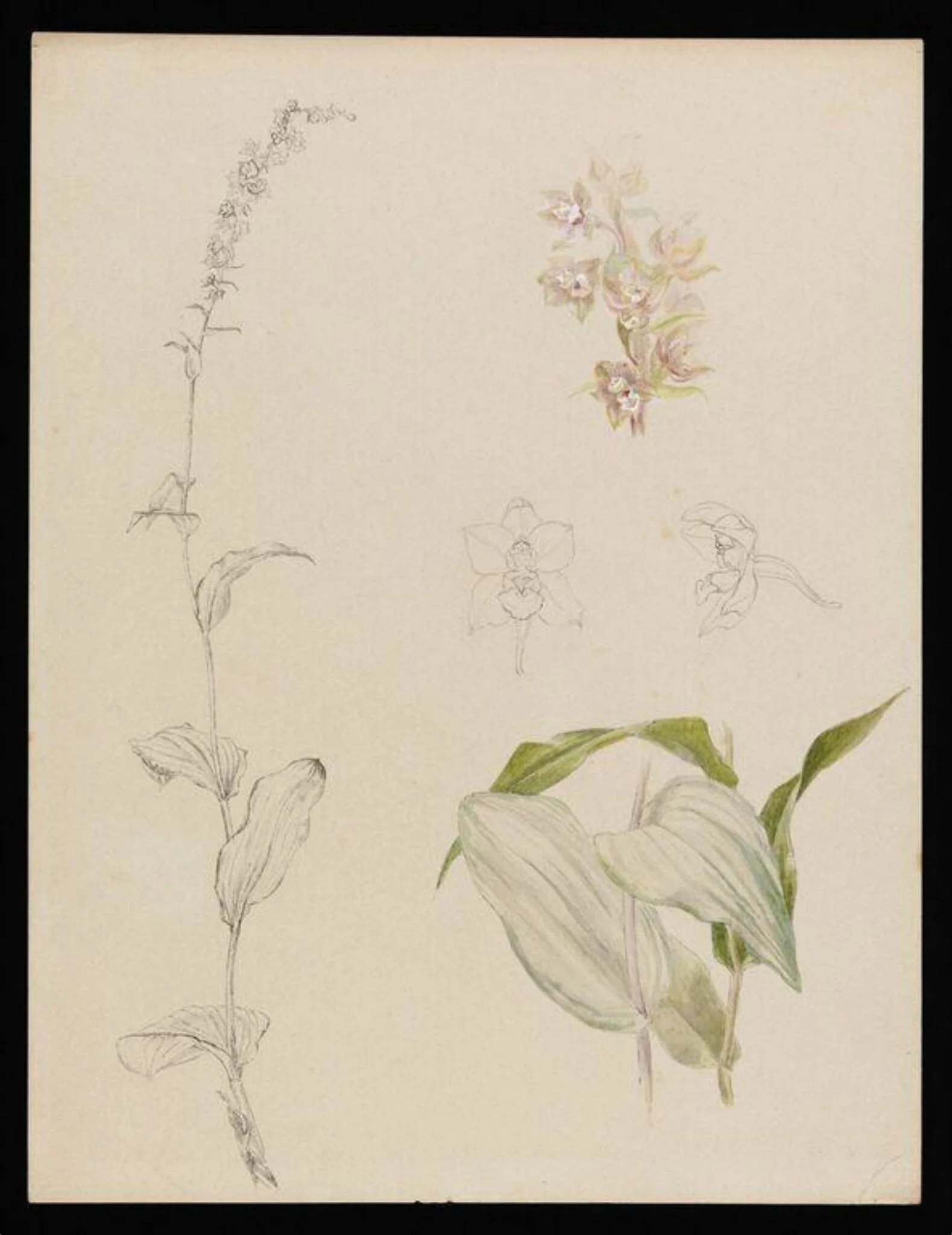 Sketches of marsh helleborine, detail