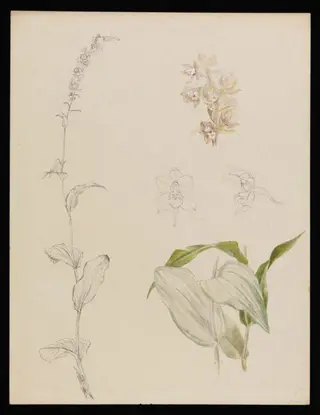 Sketches of marsh helleborine, by Beatrix Potter, watercolor, 1894