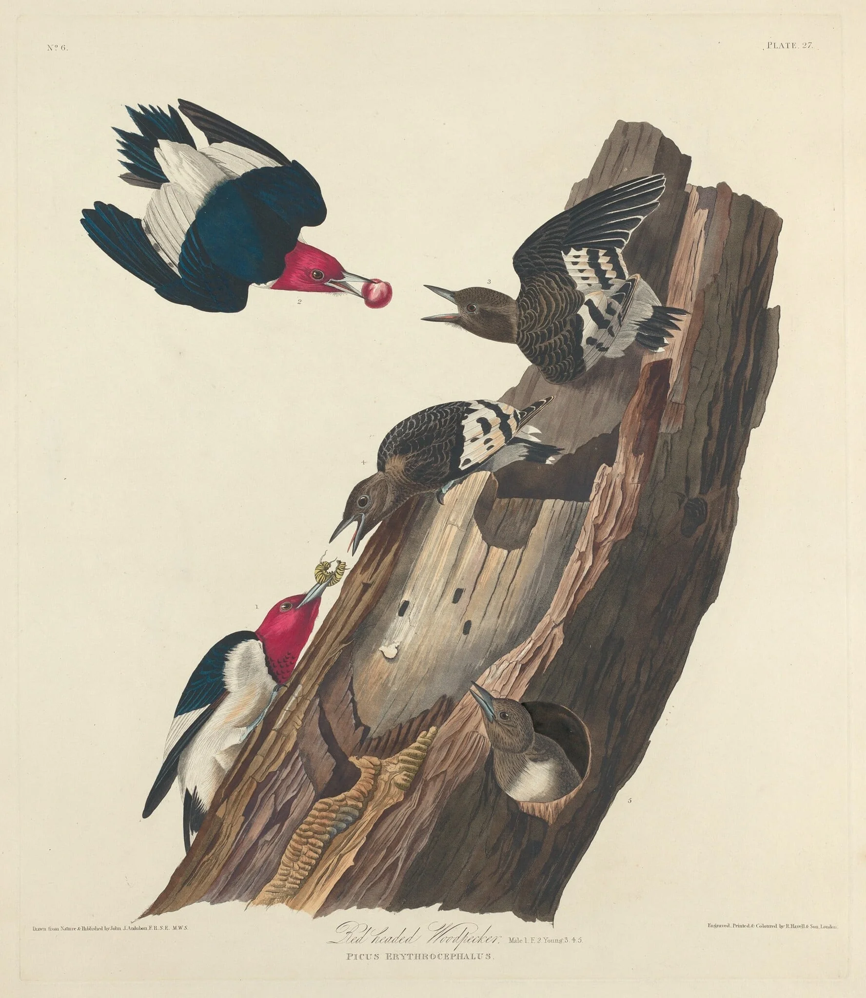 Red-headed Woodpecker, detail