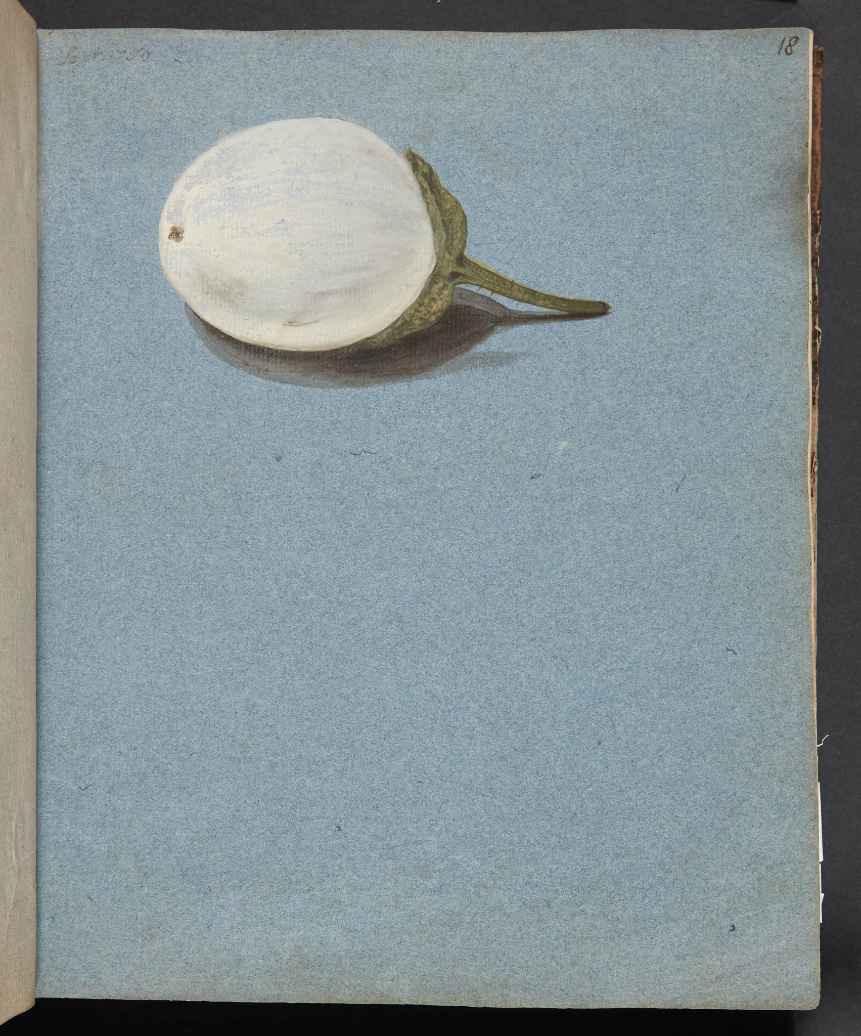 Studie af bær, detail
