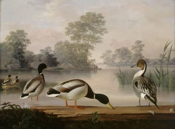 Ducks, detail