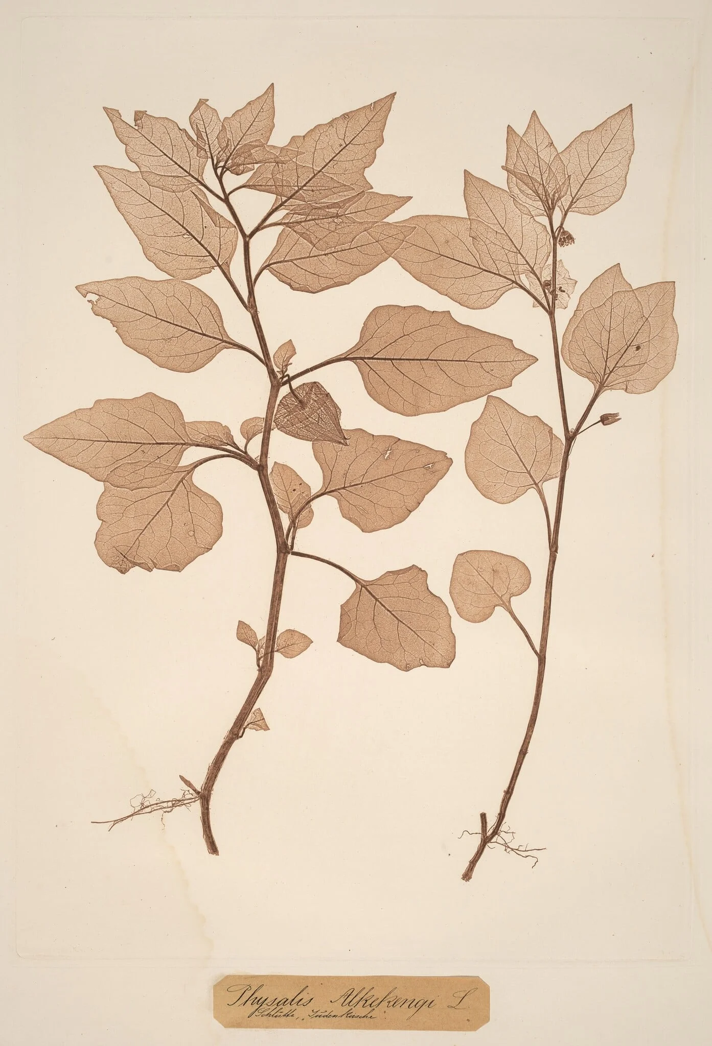 Physalis Alkekengi, detail