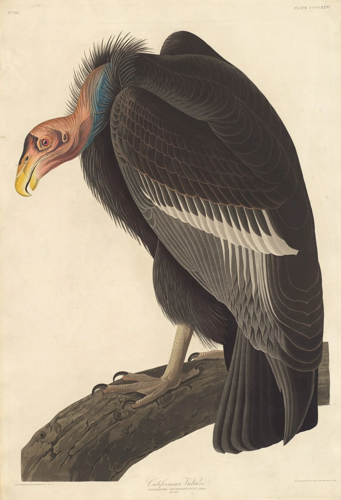 Californian Vulture, detail
