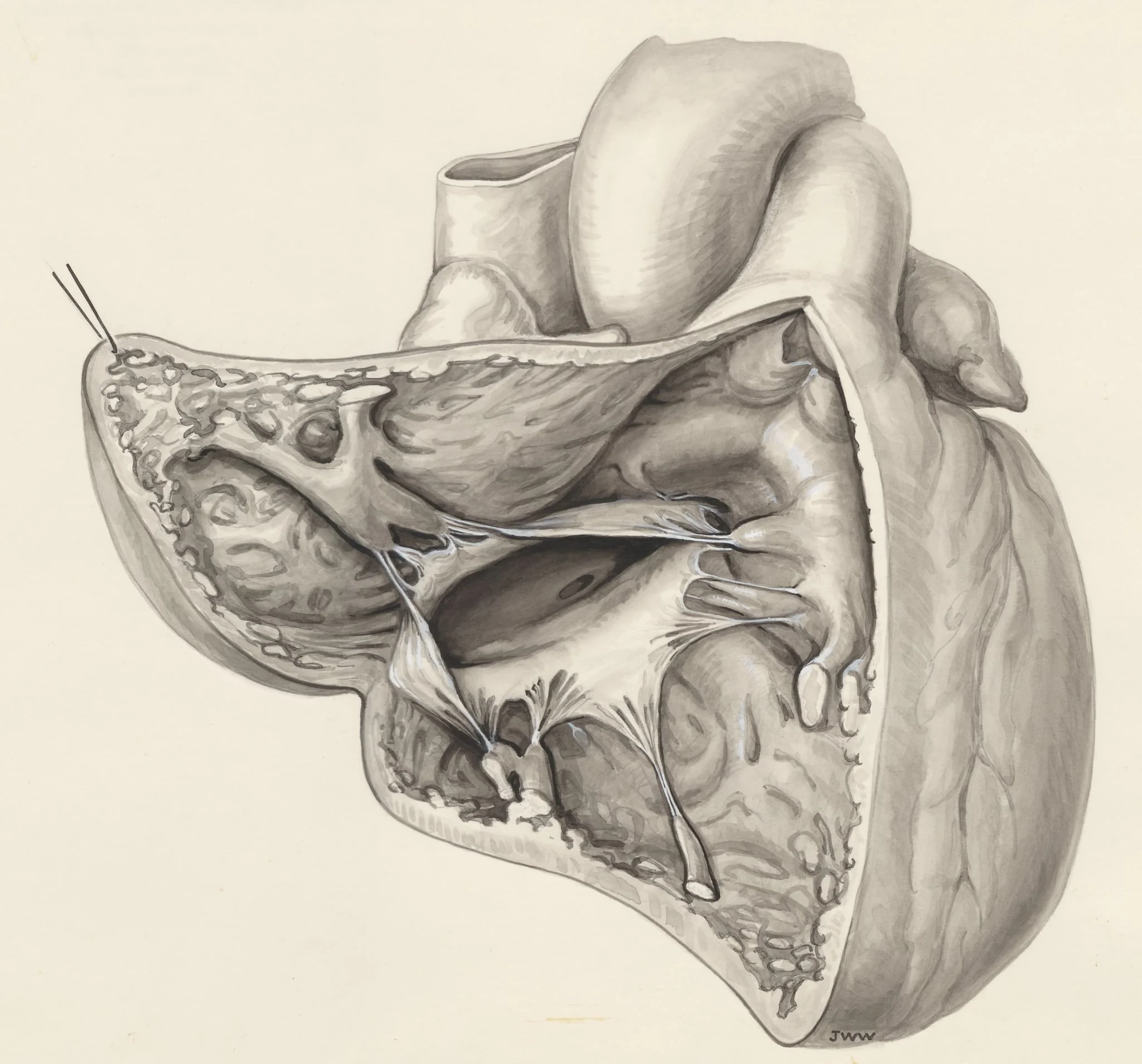 Heart, detail