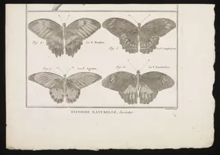 Untitled, by Charles-Joseph Panckoucke, 1784